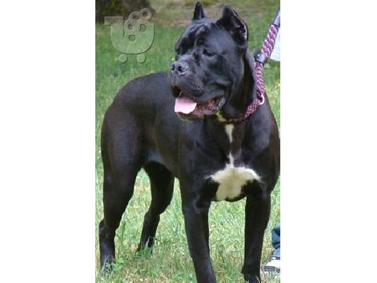 PoulaTo: Κανε κορσο καθαροαιμο κουταβακι